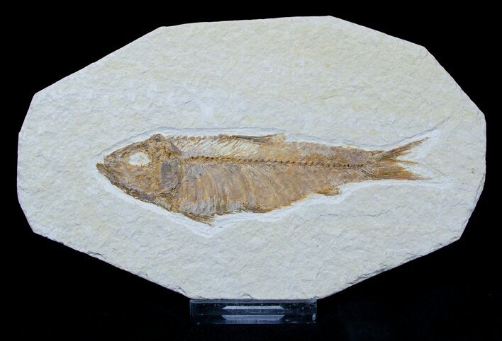 Well Detailed Knightia Fossil Fish #1573